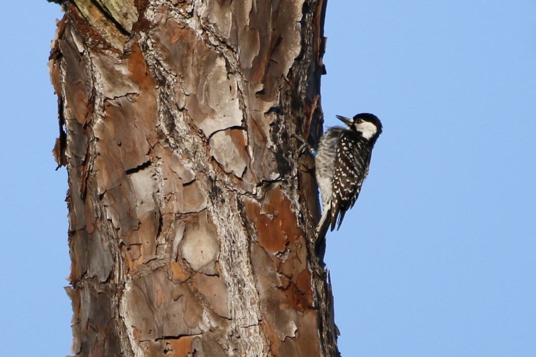 Red-cockaded Woodpecker - ML617959009