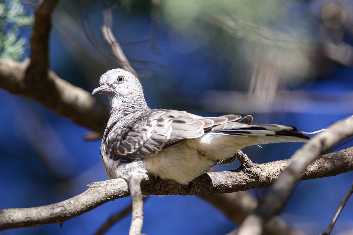 Peaceful Dove - ML617959037