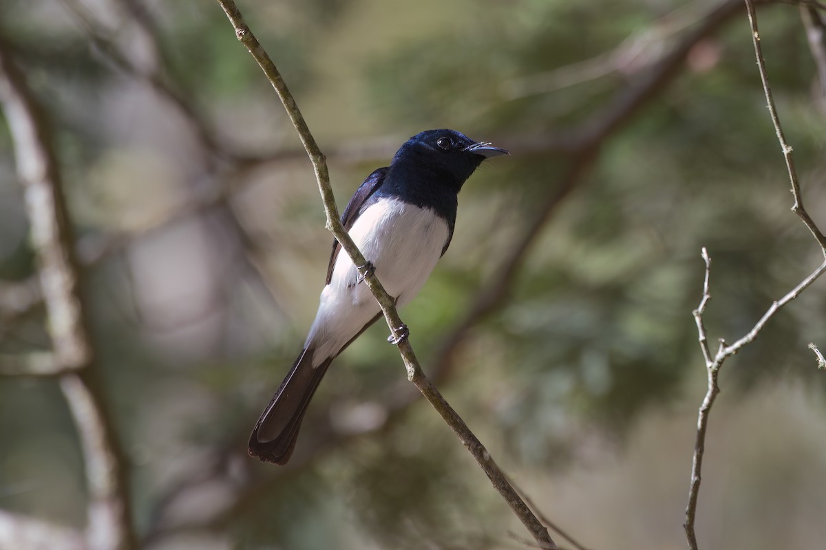 Satin Flycatcher - ML617959055