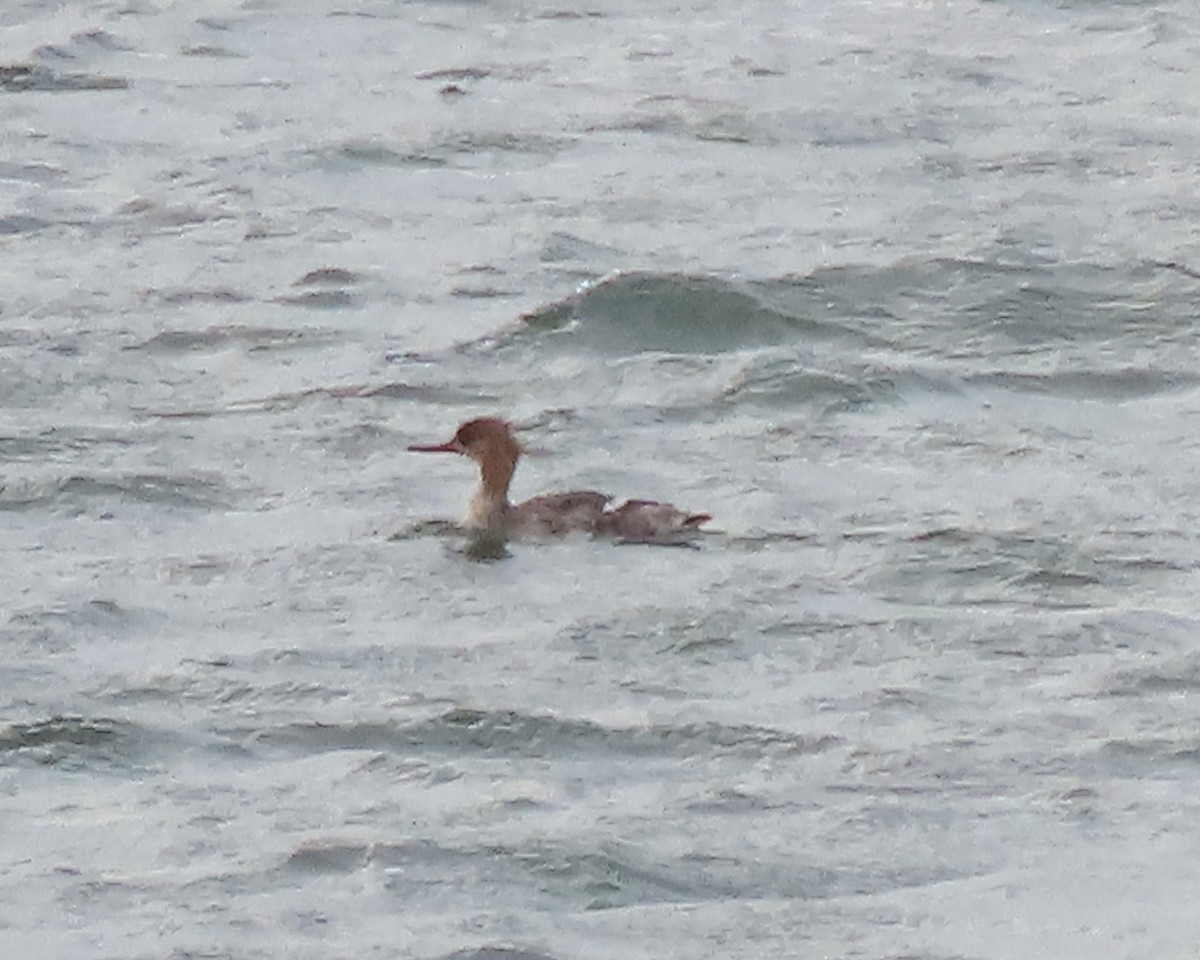 Red-breasted Merganser - Karen Hogan