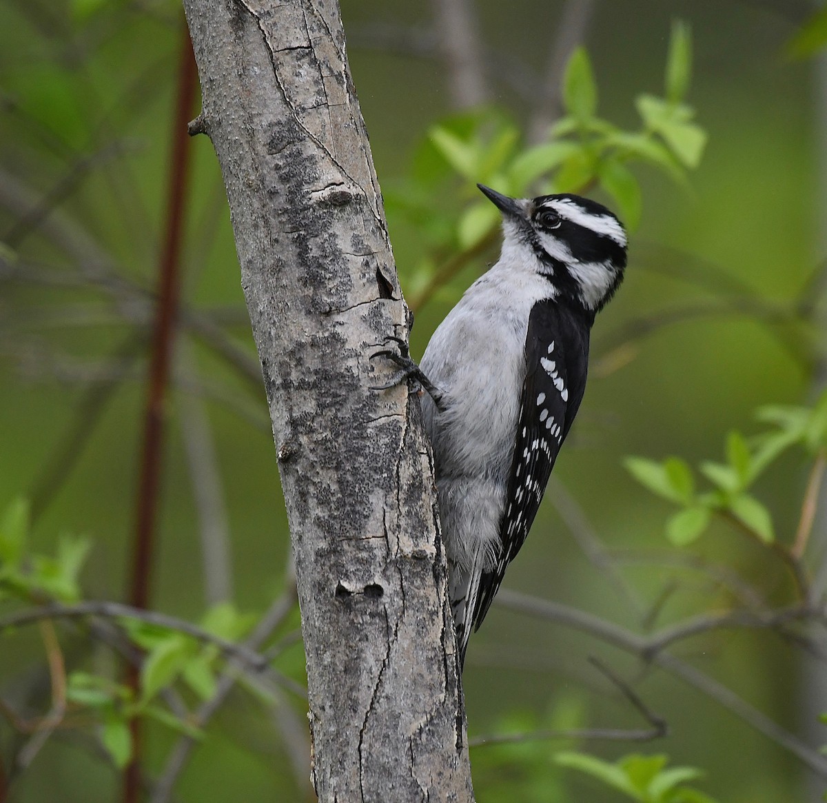 Downy Woodpecker - ML617959110