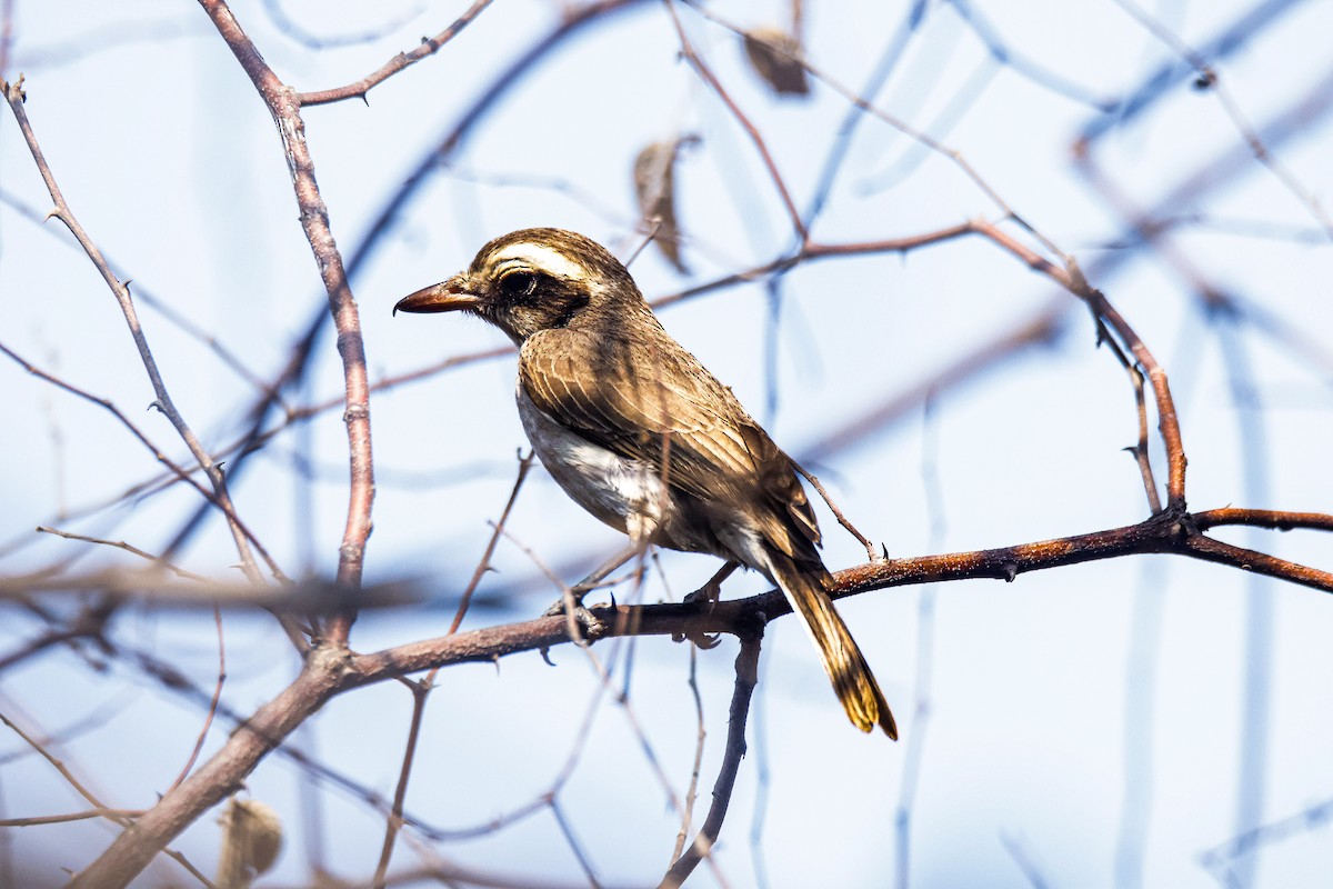 Common Woodshrike - Sanjay Gupta