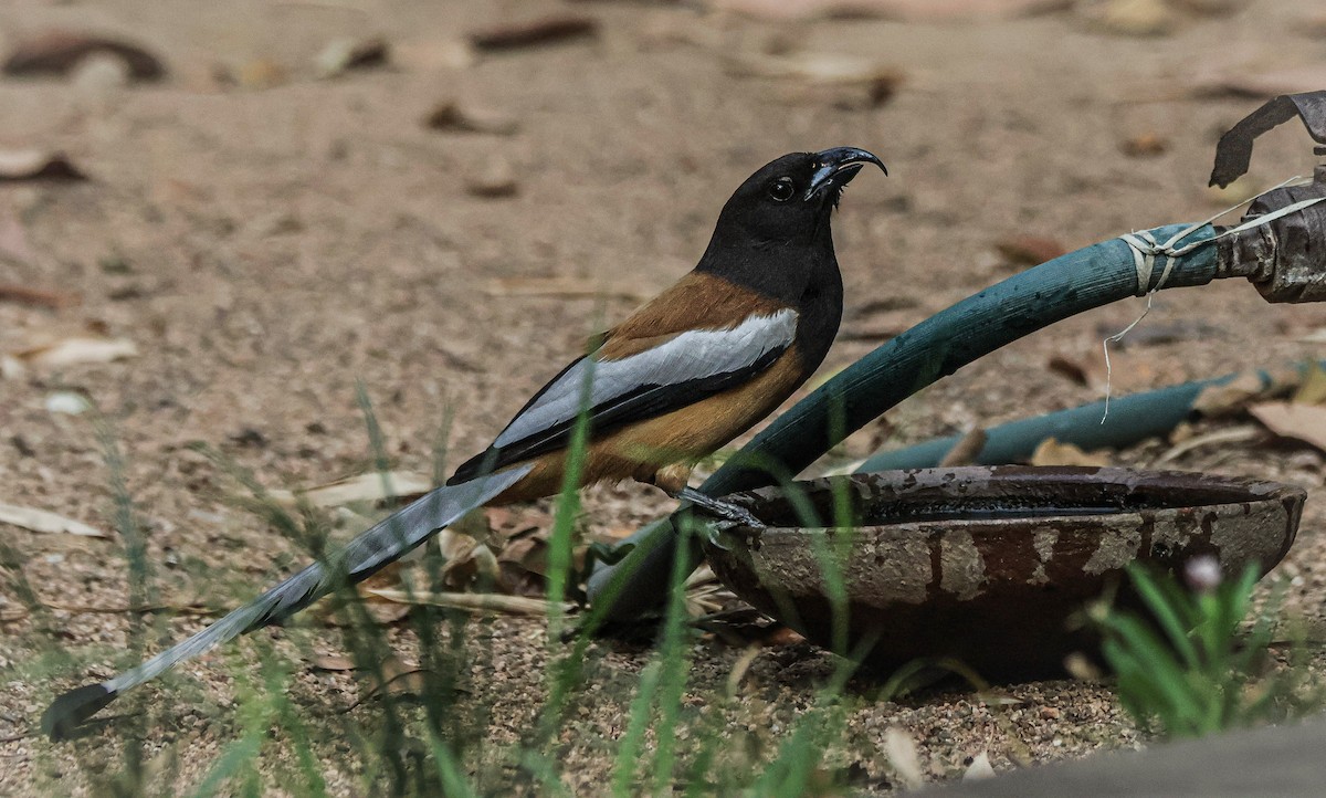 Rufous Treepie - Sanjay Gupta