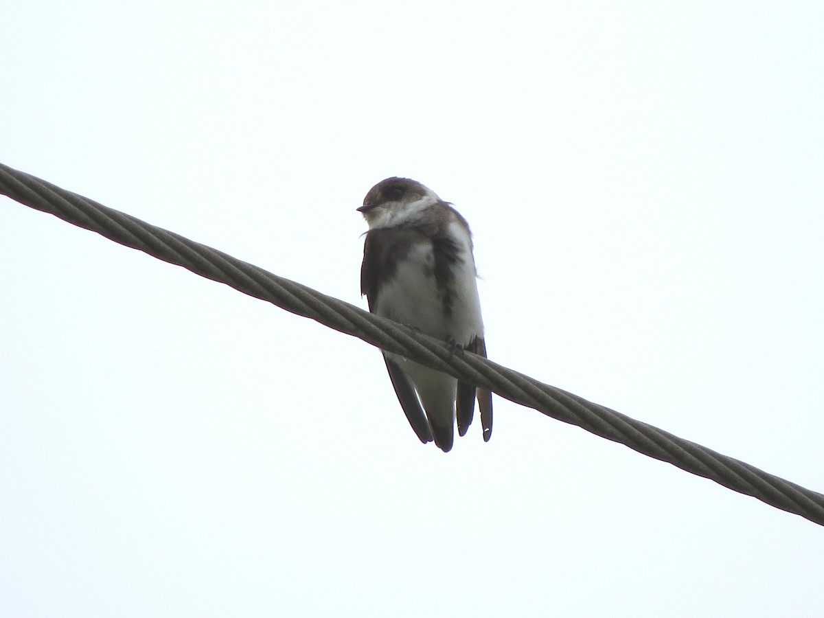 Bank Swallow - ML617959141