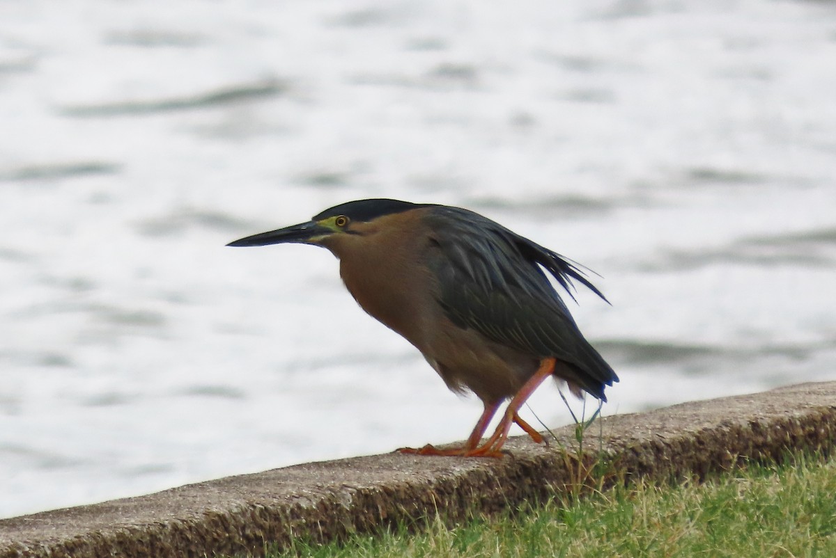 Striated Heron - Wendy Shanley