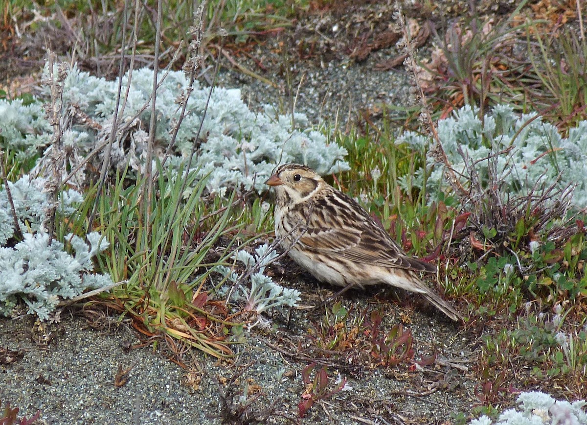 Lapland Longspur - ML617959148