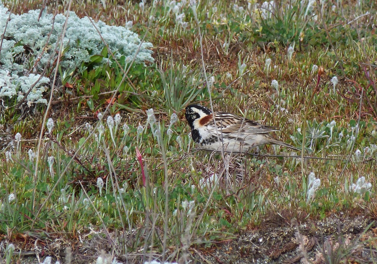 Lapland Longspur - ML617959149