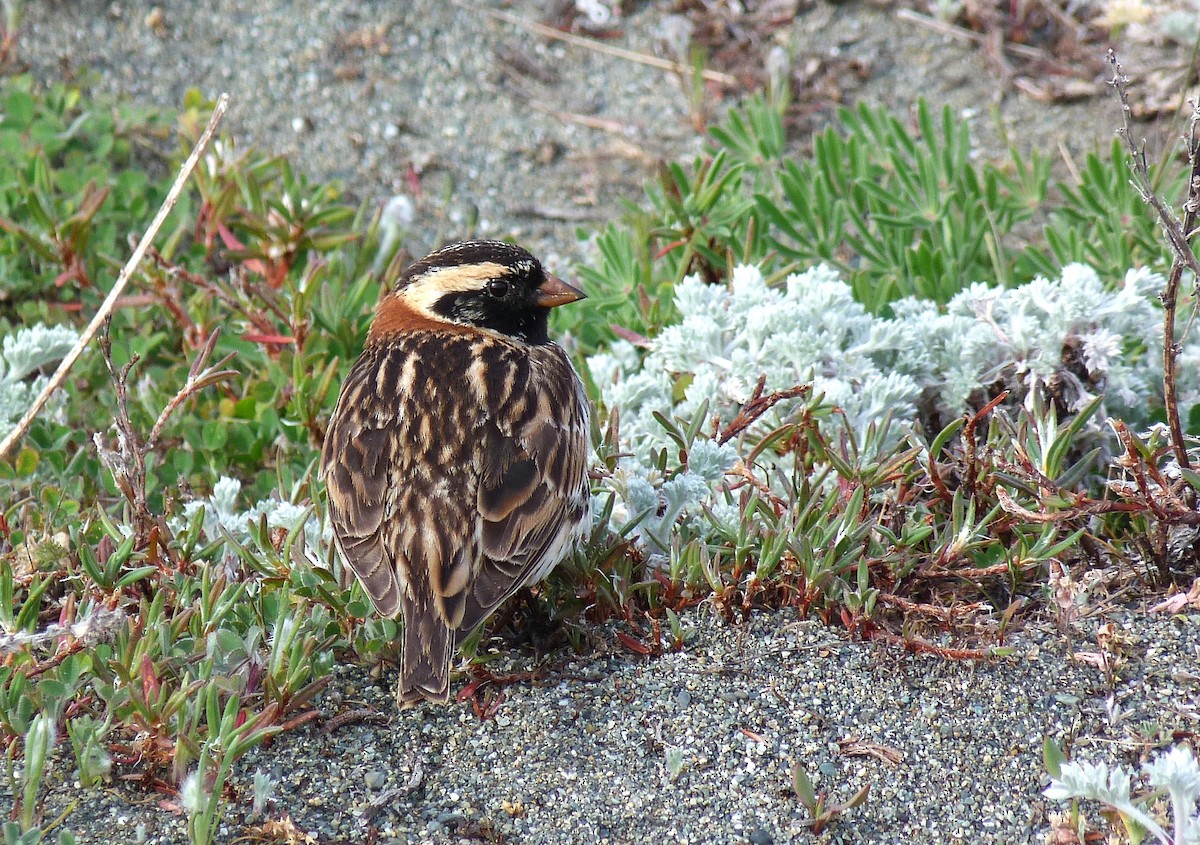 Lapland Longspur - ML617959150