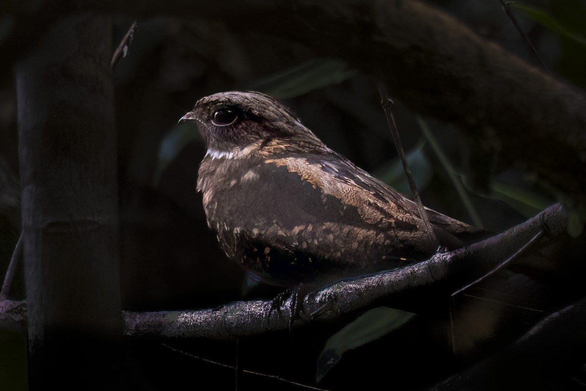 Papuan Nightjar - ML617959155