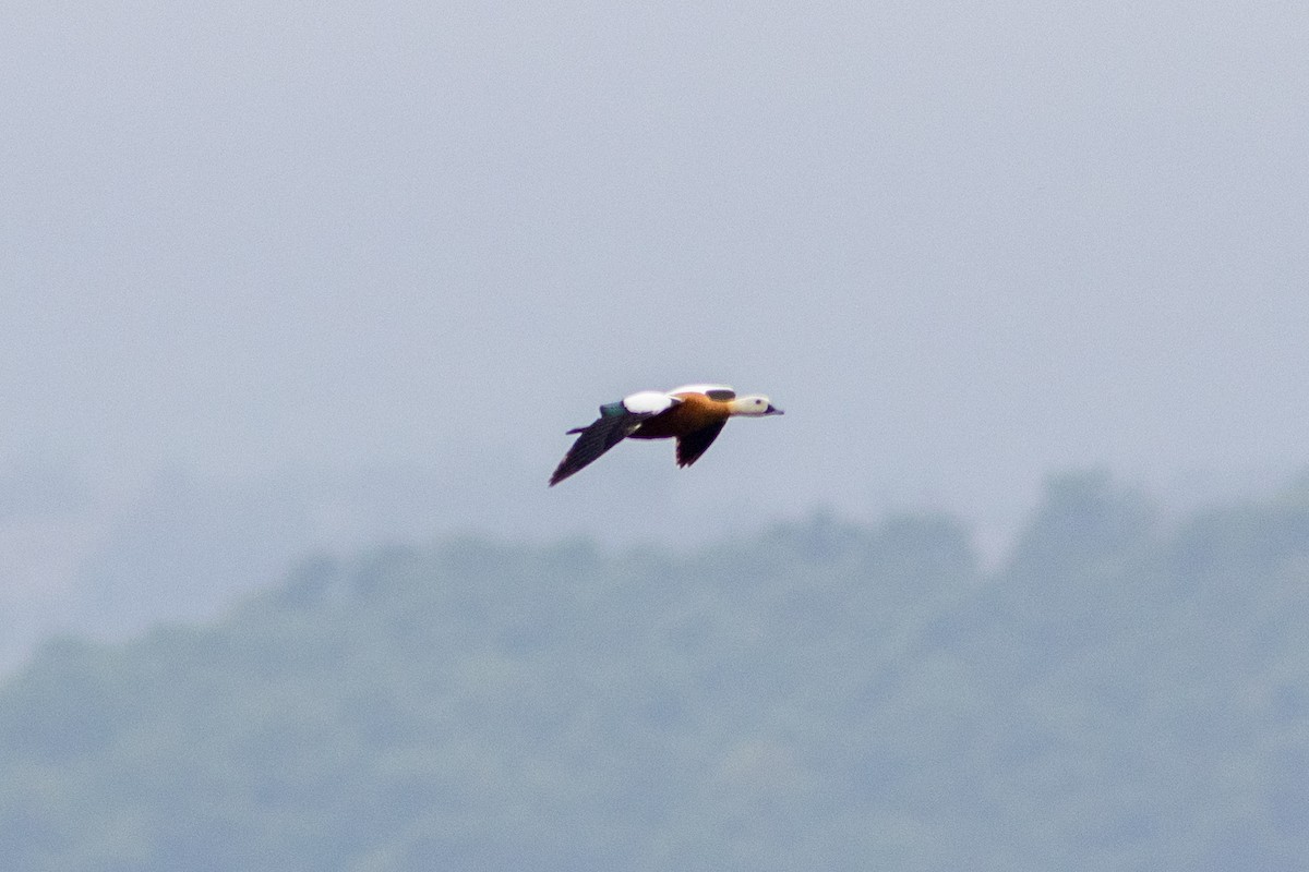 Ruddy Shelduck - ML617959168