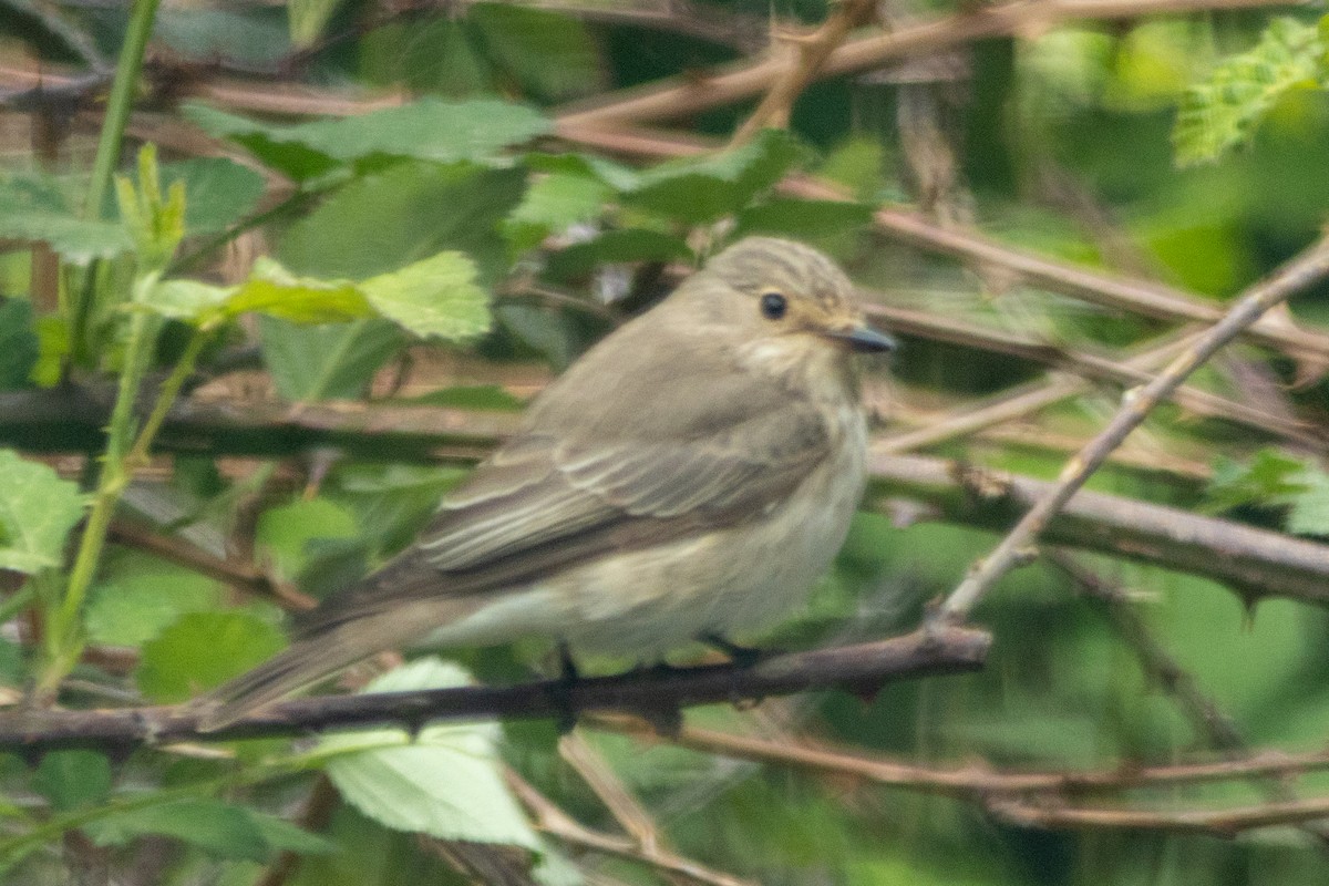 Spotted Flycatcher - ML617959169