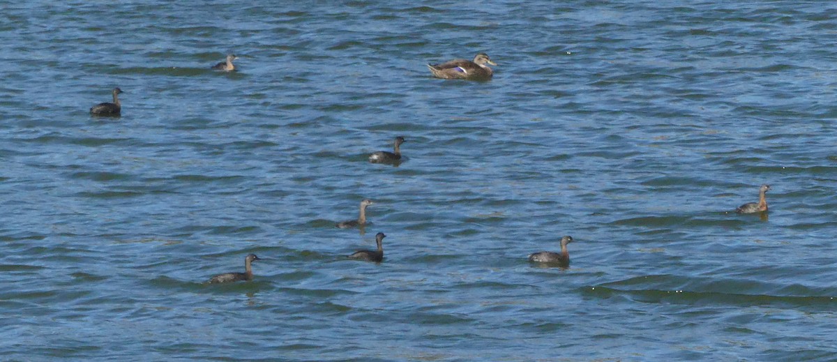 New Zealand Grebe - ML617959180