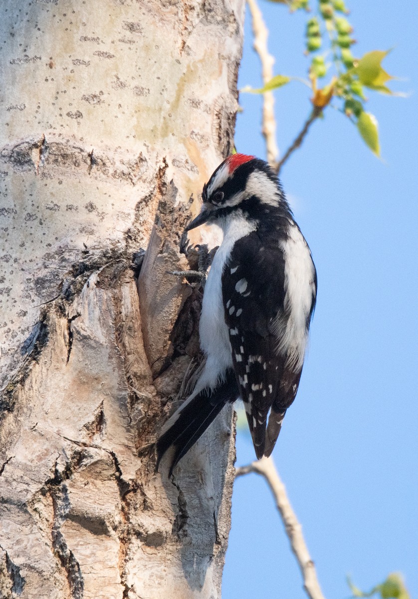 strakapoud osikový (ssp. leucurus/glacialis) - ML617959195