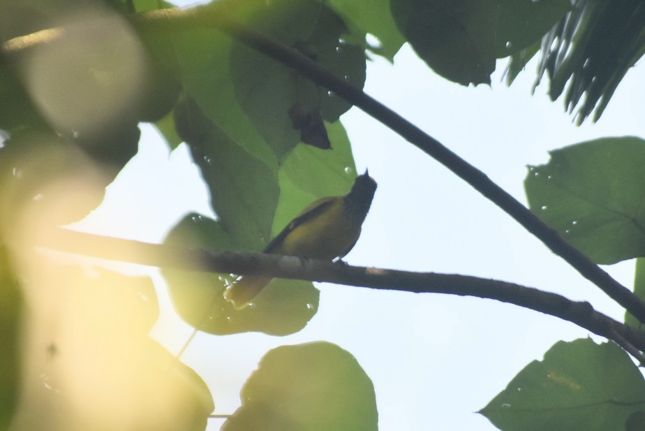 Black-hooded Oriole - ML617959214