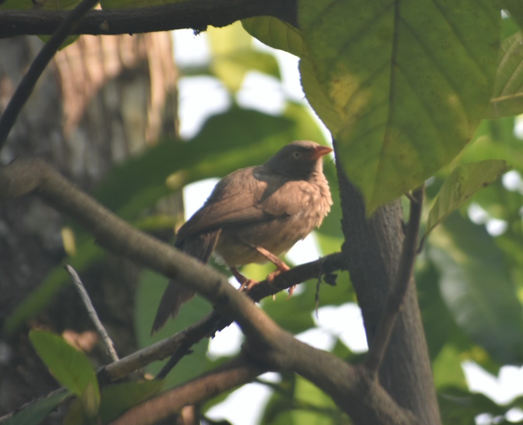 Jungle Babbler - ML617959227