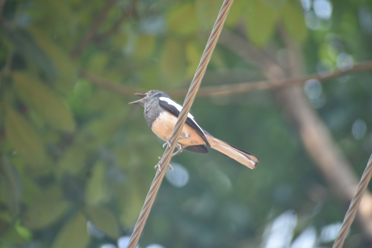 Oriental Magpie-Robin - ML617959232