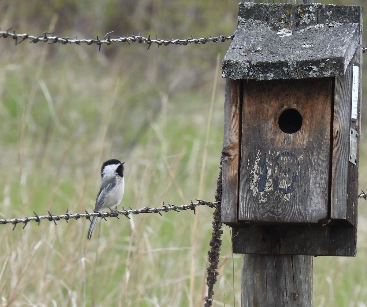 Black-capped Chickadee - Margaret Mackenzie