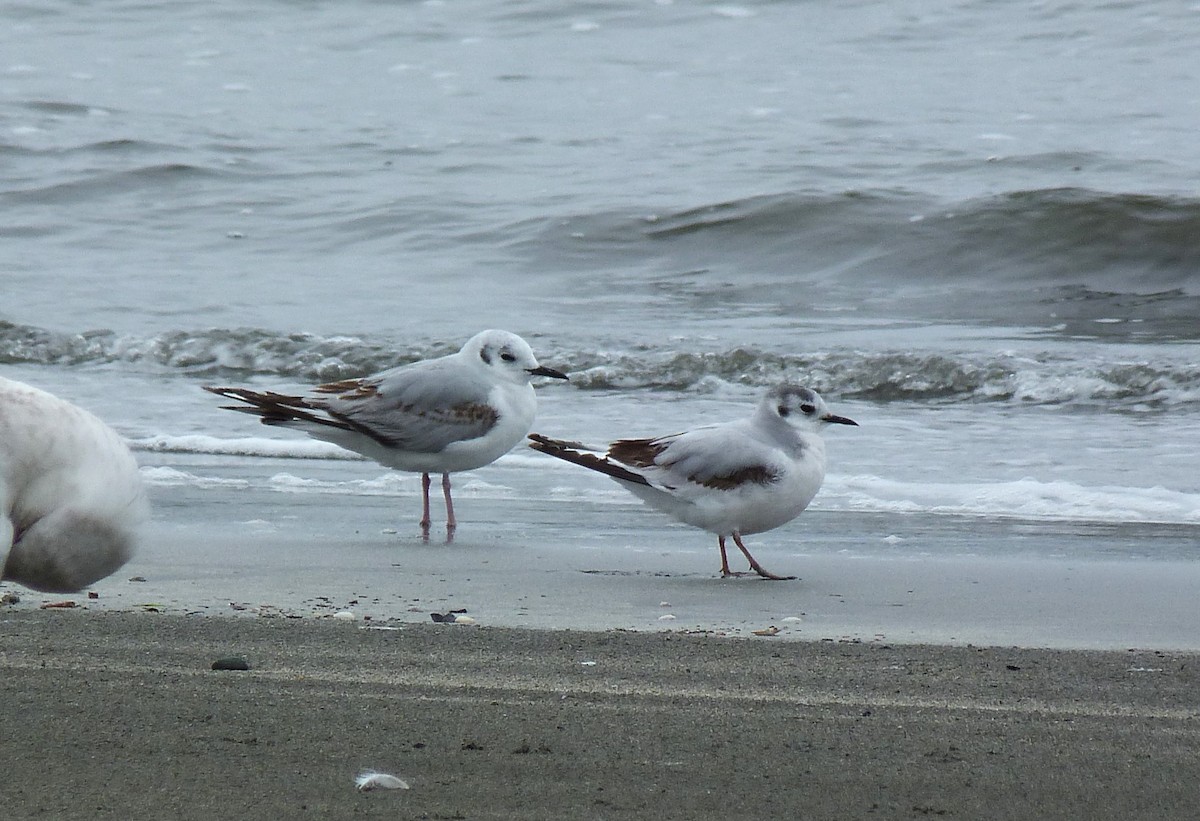 Mouette pygmée - ML617959253