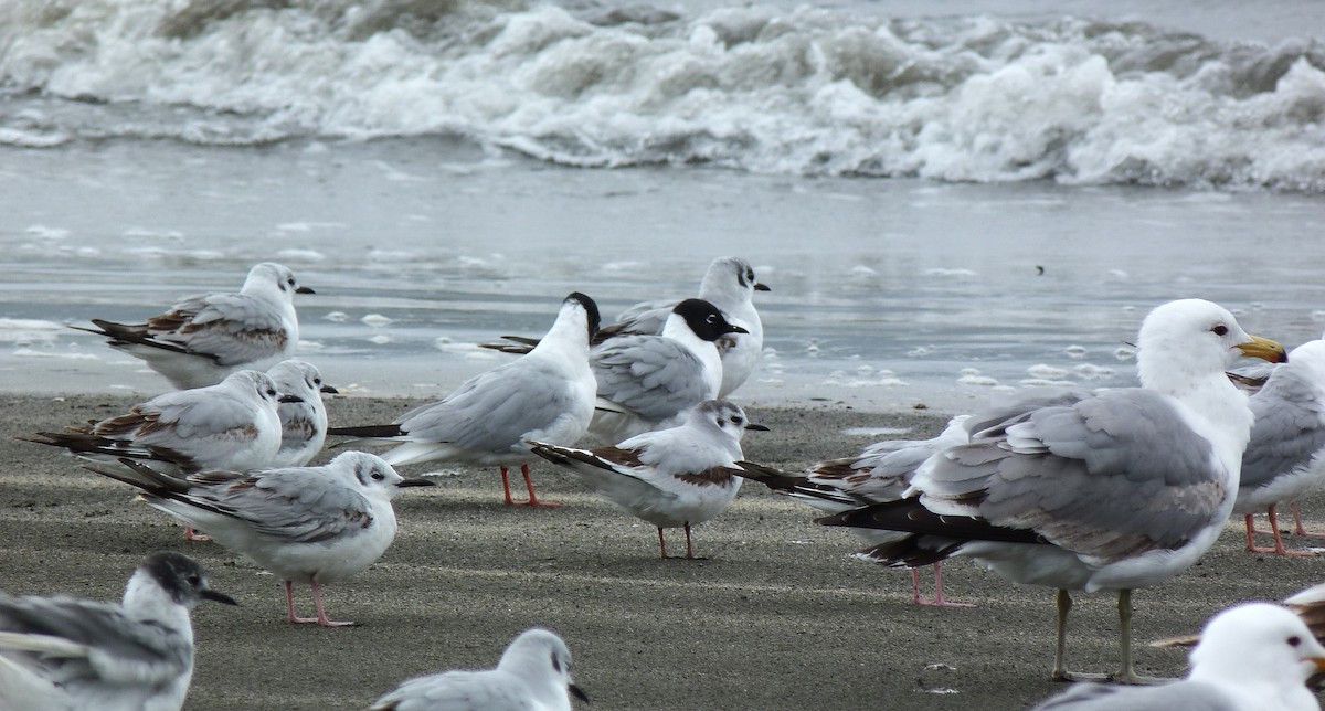 Mouette pygmée - ML617959257