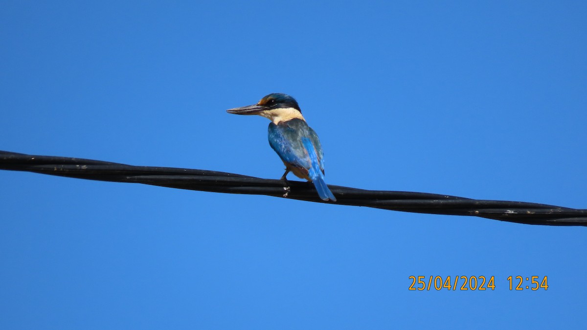 Sacred Kingfisher (Australasian) - Norton Gill