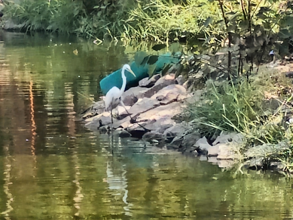 Medium Egret - ML617959268