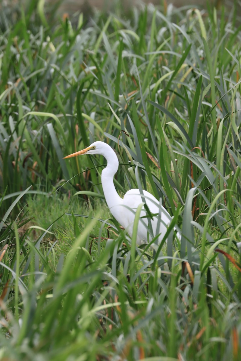 Great Egret - Megan Haysom