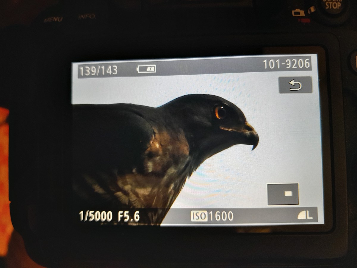 Crested Goshawk - Erik FORSYTH