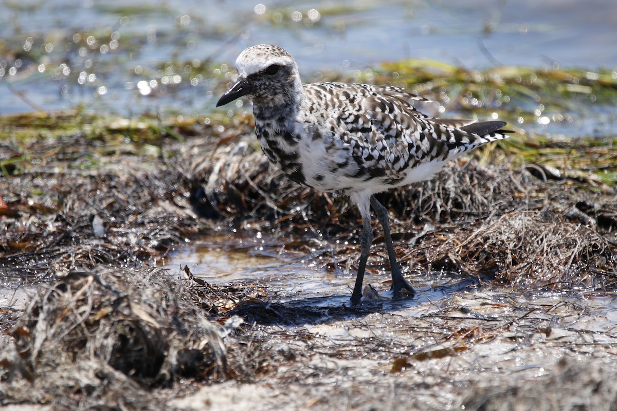 Black-bellied Plover - Richard Hugel