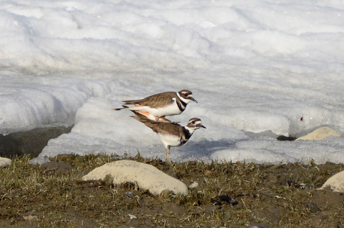 Killdeer - ML617959339