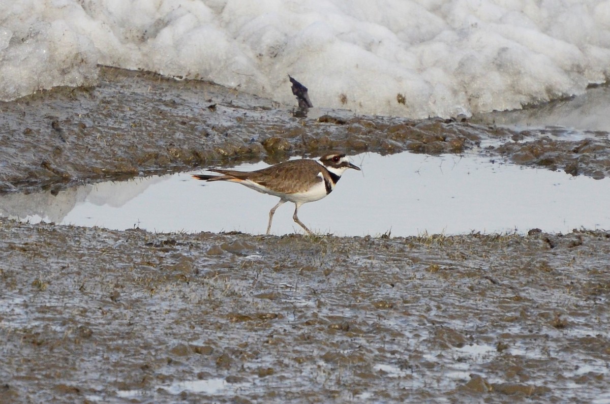 Killdeer - ML617959351