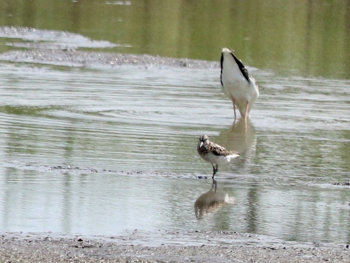 Broad-billed Sandpiper - ML617959353