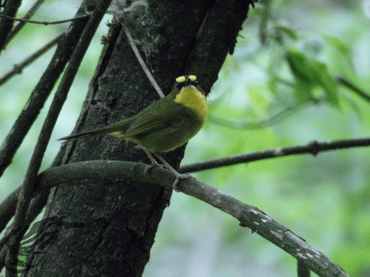 Golden-browed Warbler - ML617959368