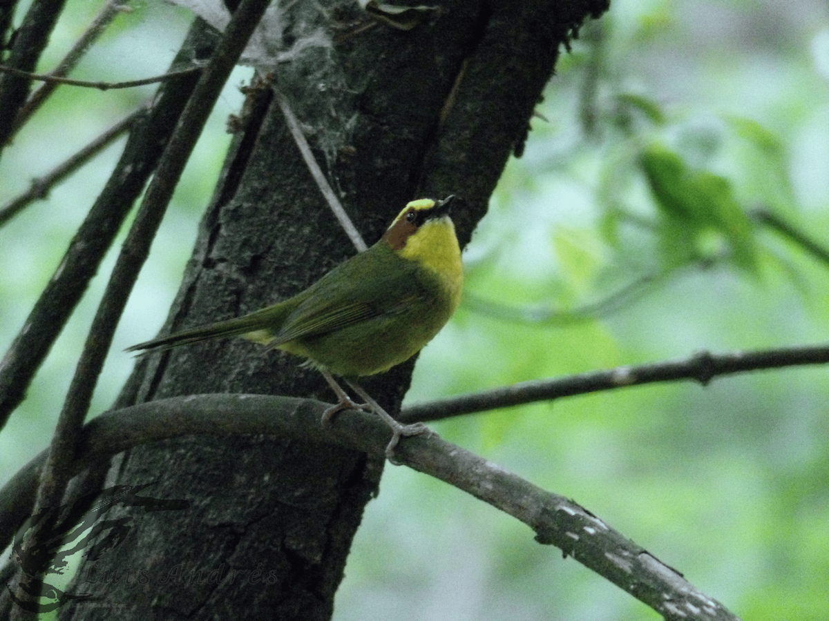 Golden-browed Warbler - ML617959370