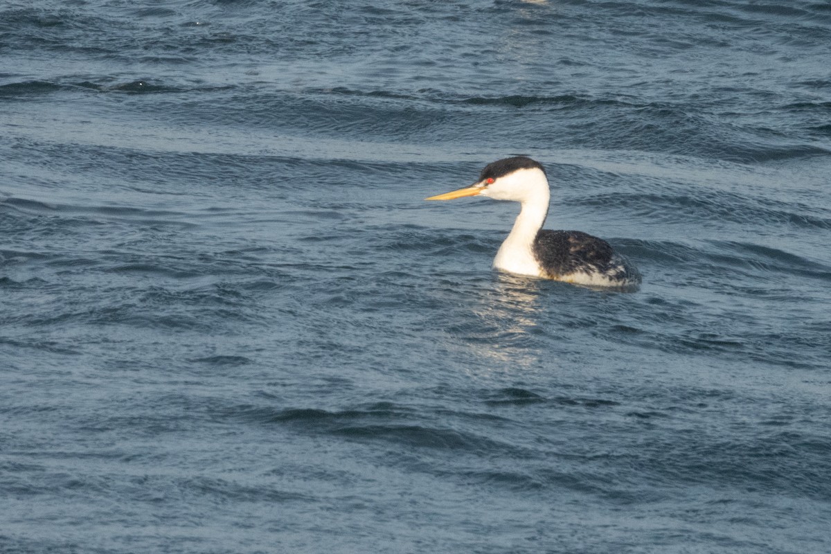 Western/Clark's Grebe - ML617959375