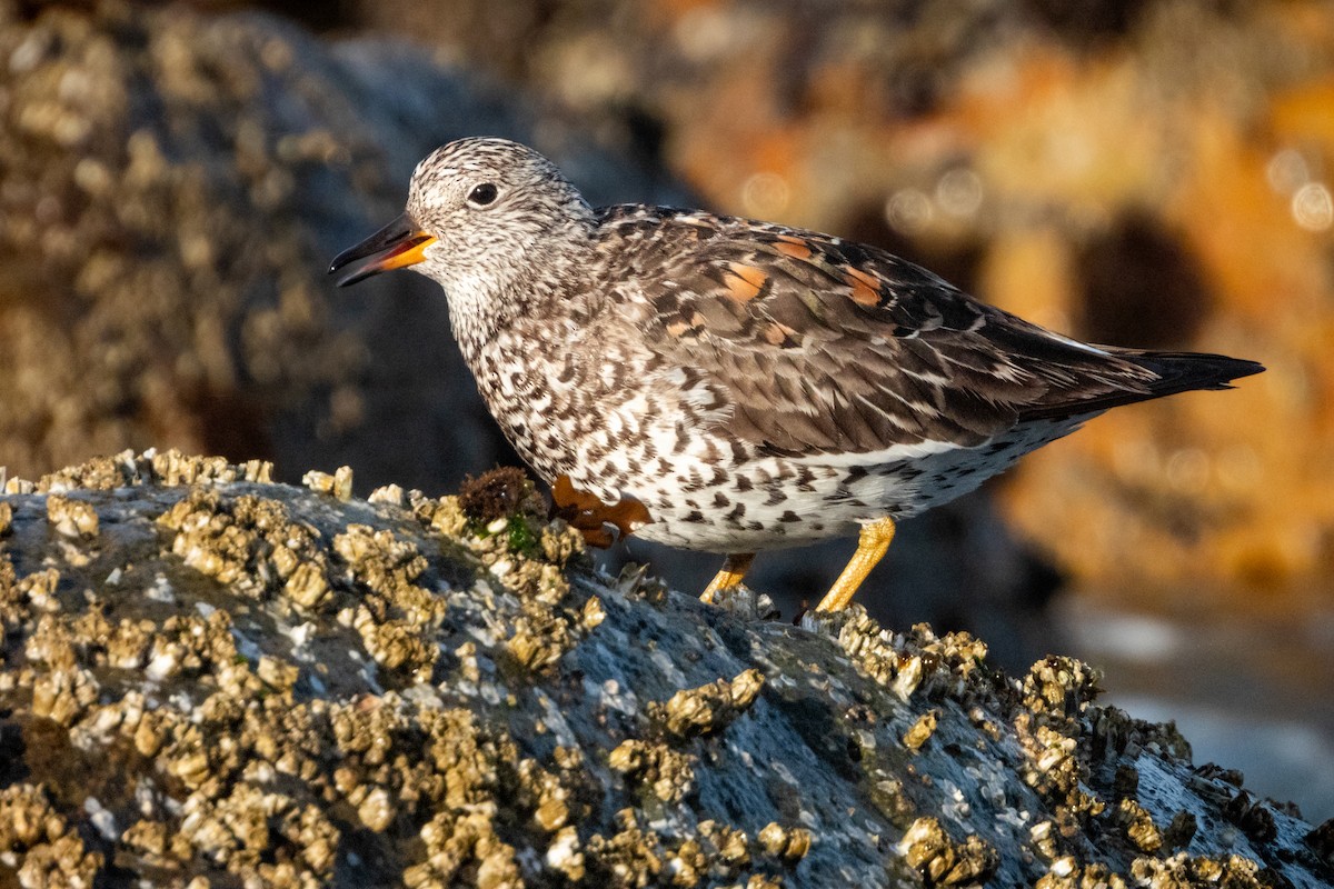 Surfbird - ML617959379