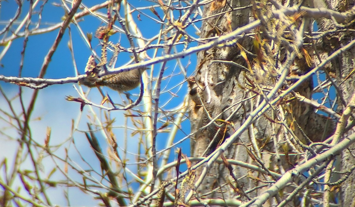 Northern Flicker - ML617959390