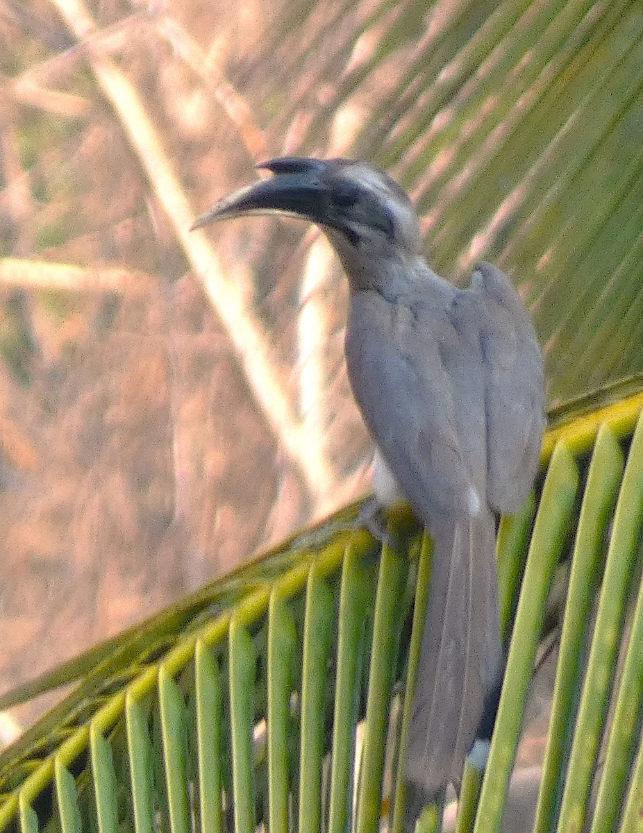 Indian Gray Hornbill - ML617959427