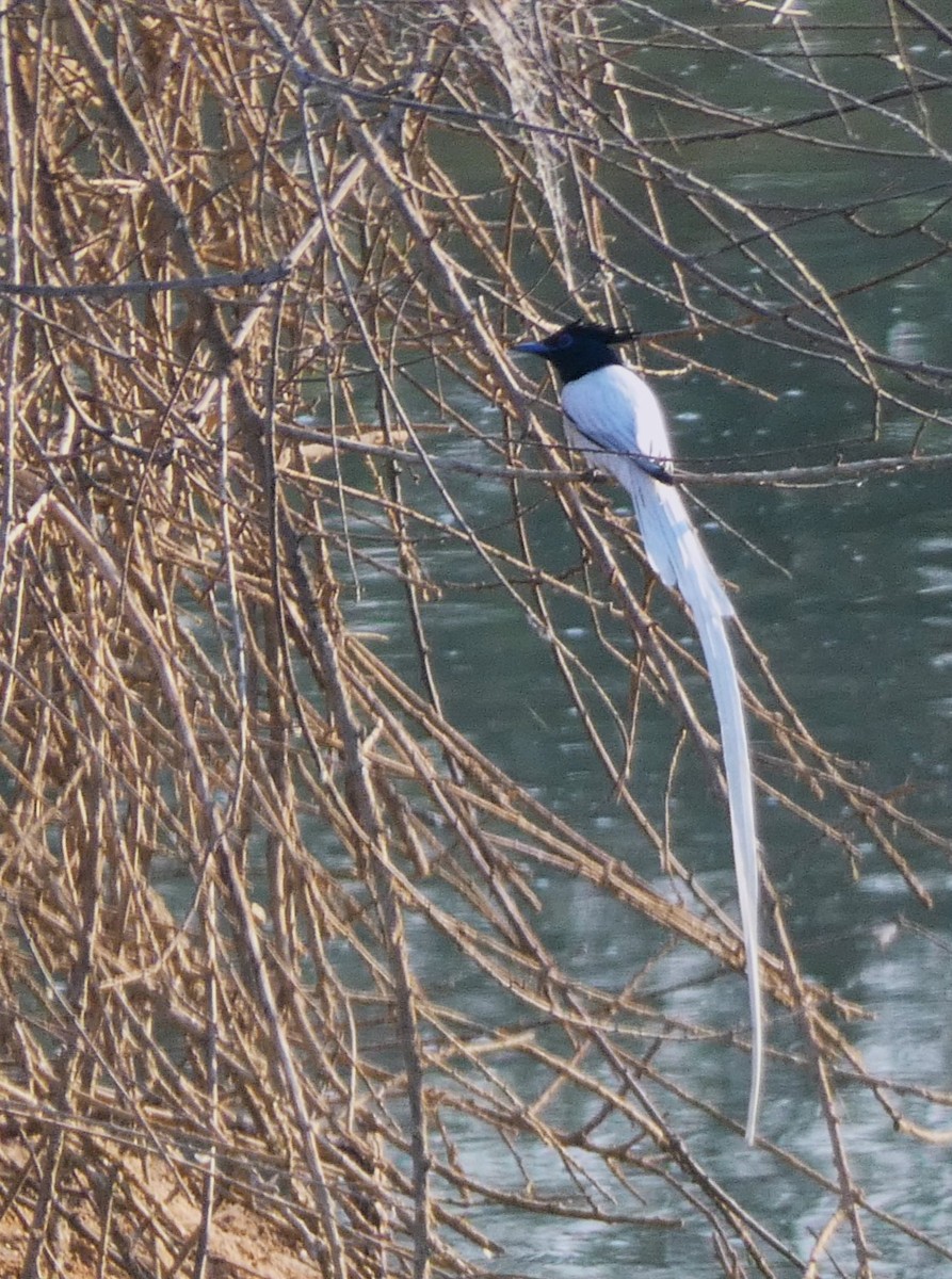 Indian Paradise-Flycatcher - ML617959435