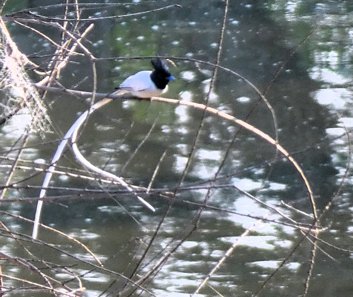 Indian Paradise-Flycatcher - ML617959436