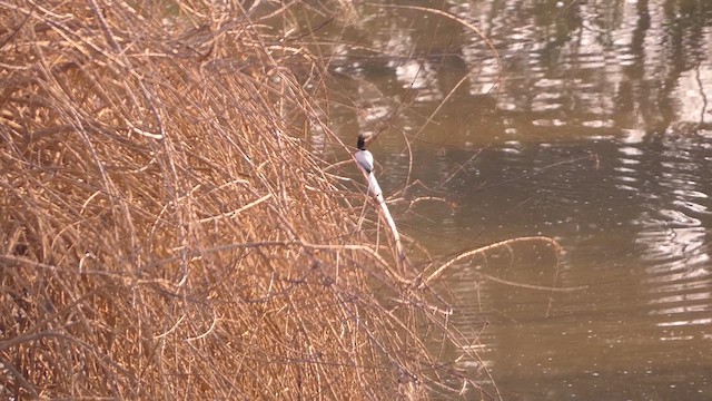 Indian Paradise-Flycatcher - ML617959439