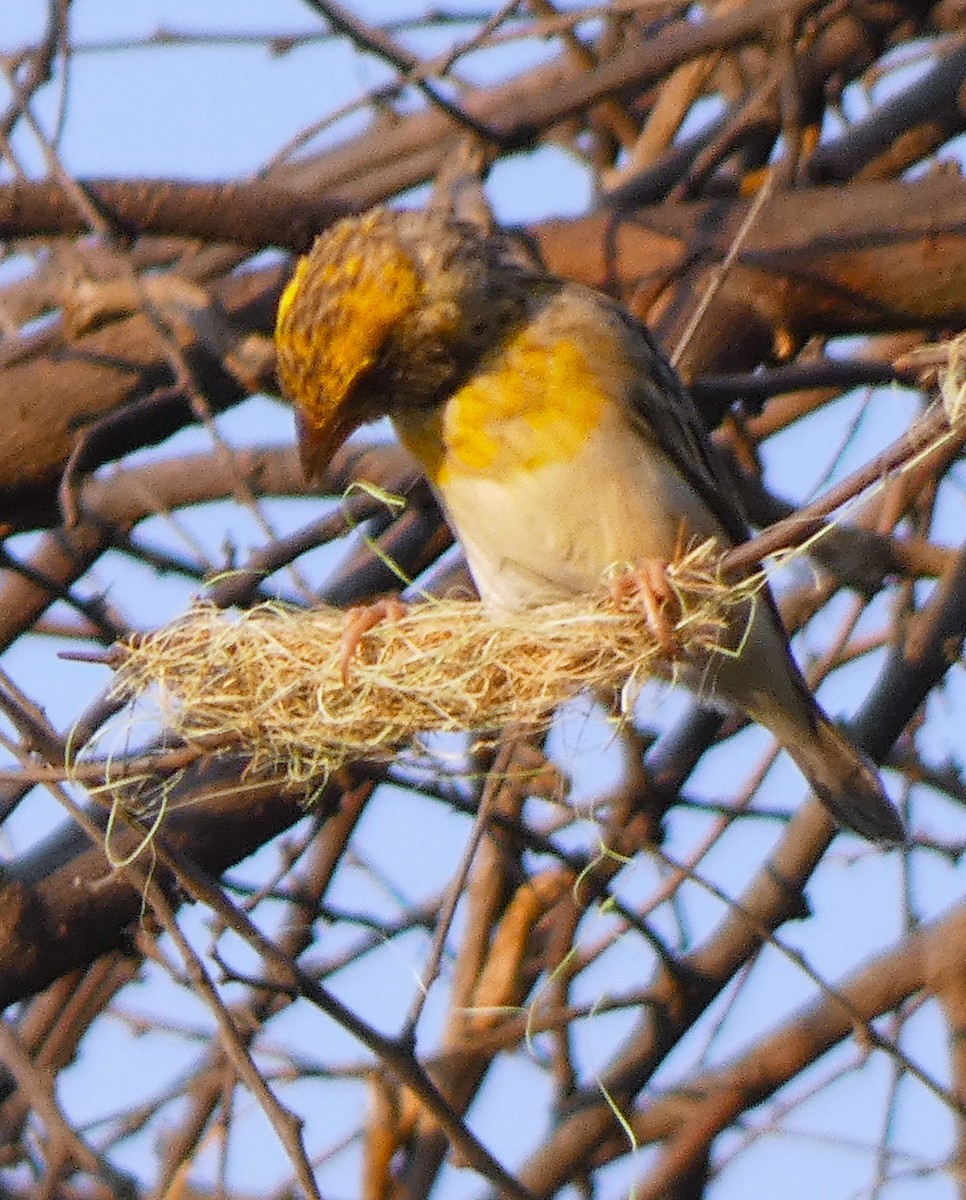 Baya Weaver - ML617959441