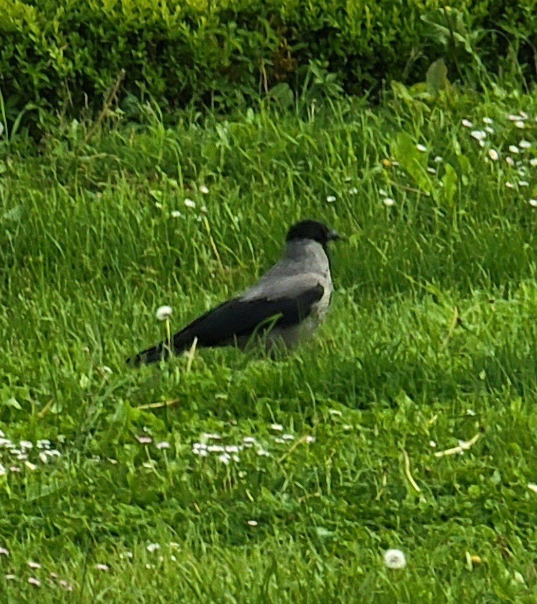 Hooded Crow - ML617959446