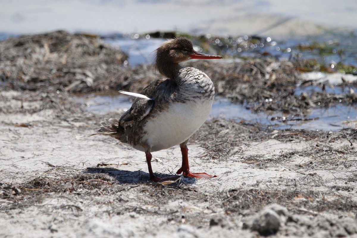 Red-breasted Merganser - ML617959451