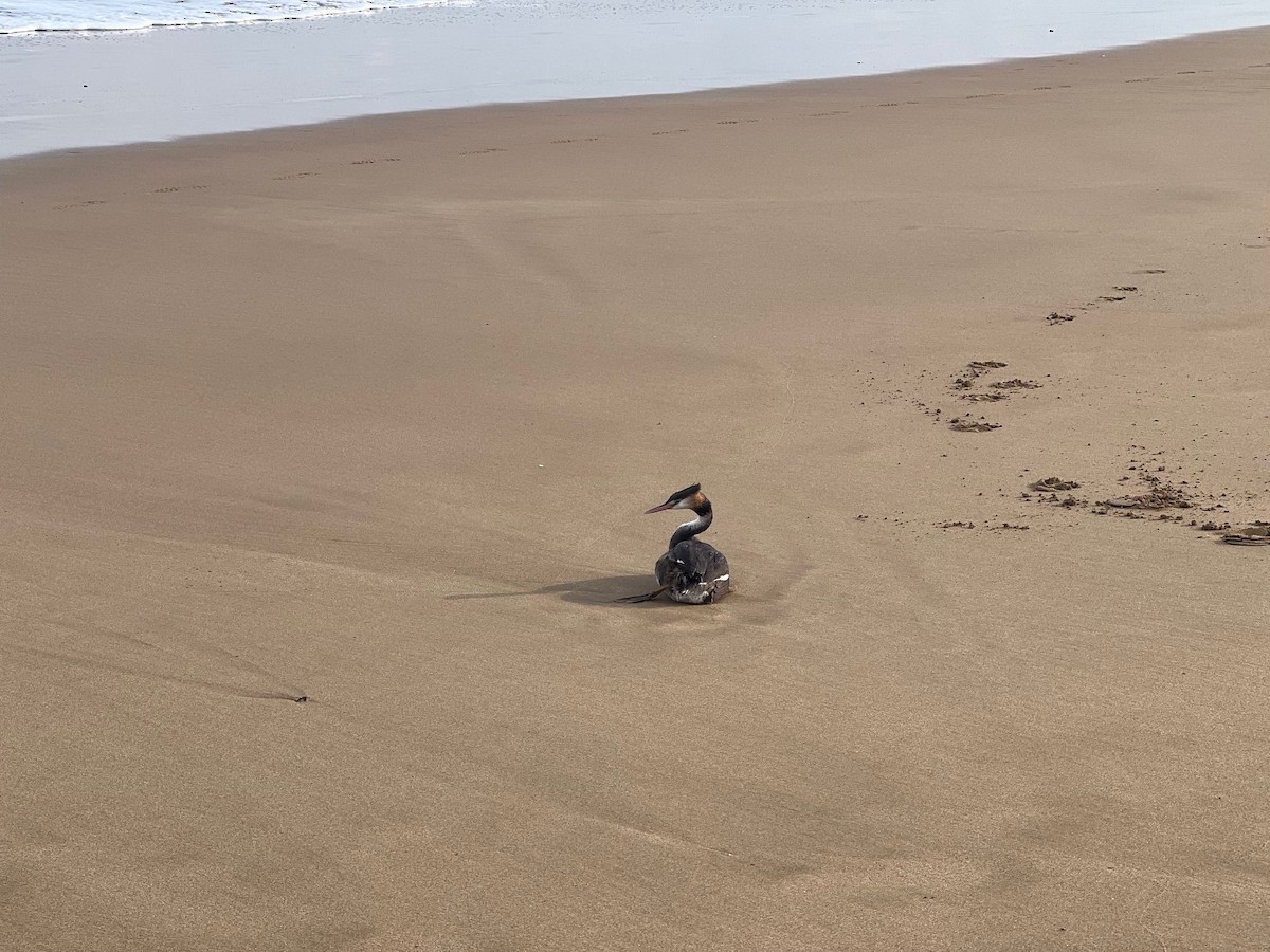 Great Crested Grebe - ML617959477