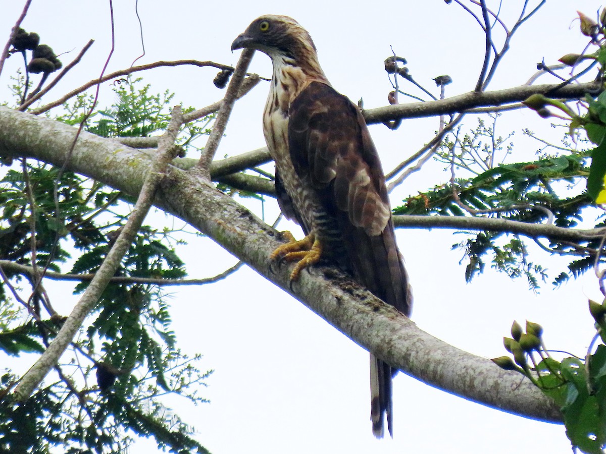 Philippine Honey-buzzard - Andrew Collins