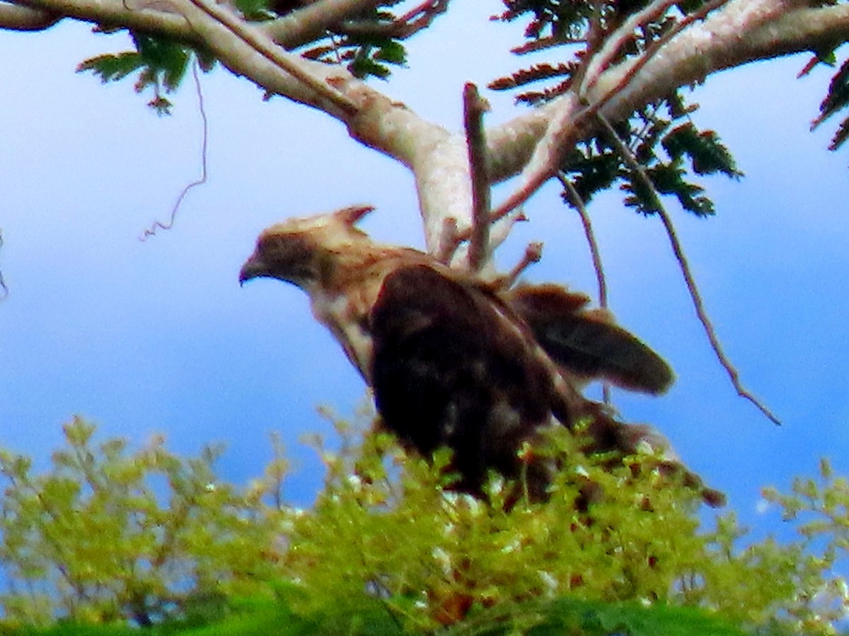 Philippine Honey-buzzard - ML617959528