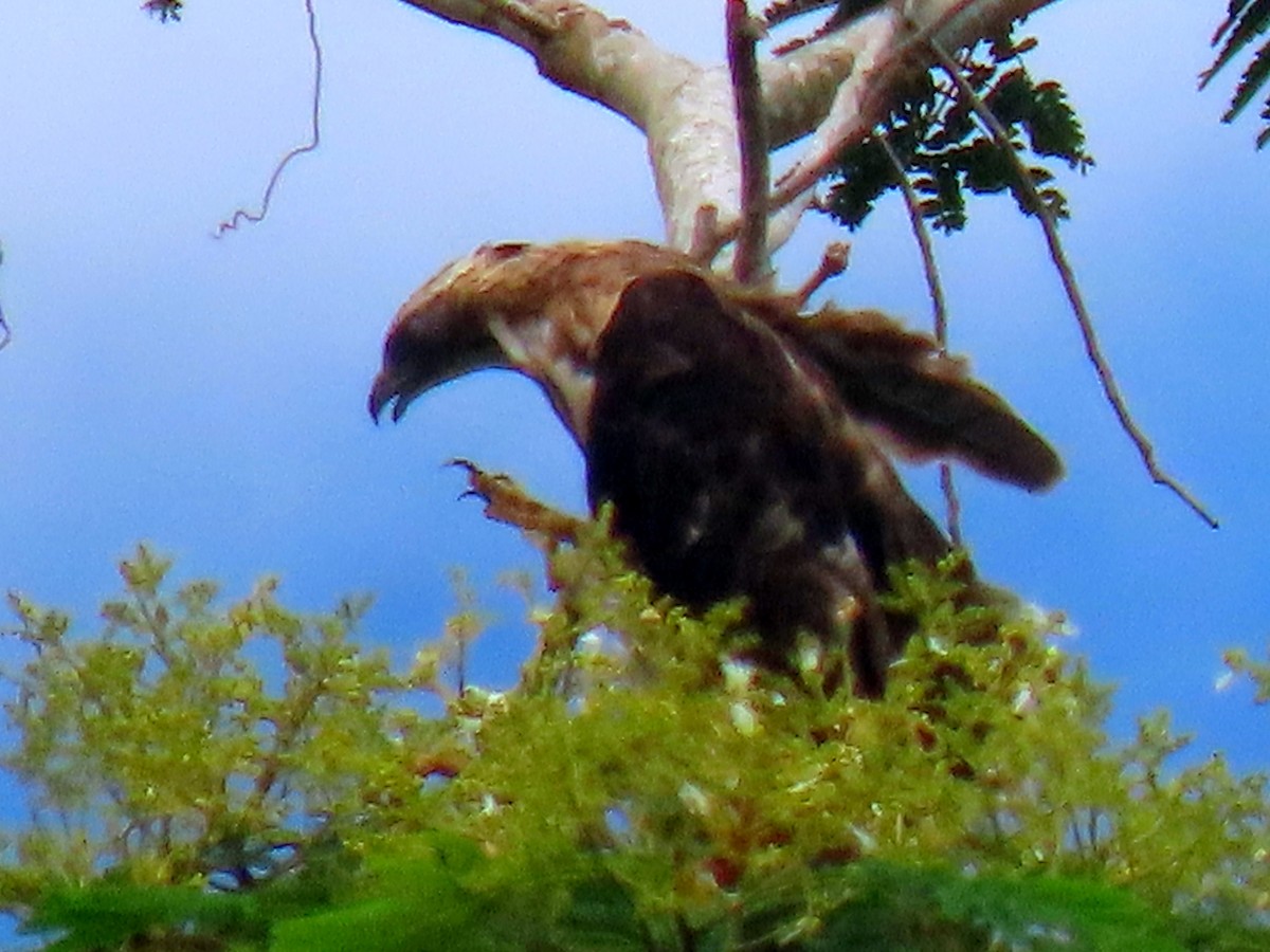 Philippine Honey-buzzard - ML617959529