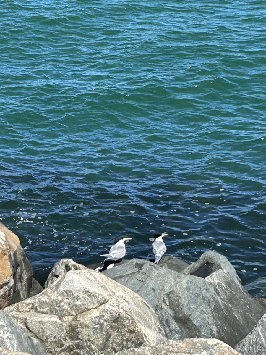 Great Crested Tern - ML617959542