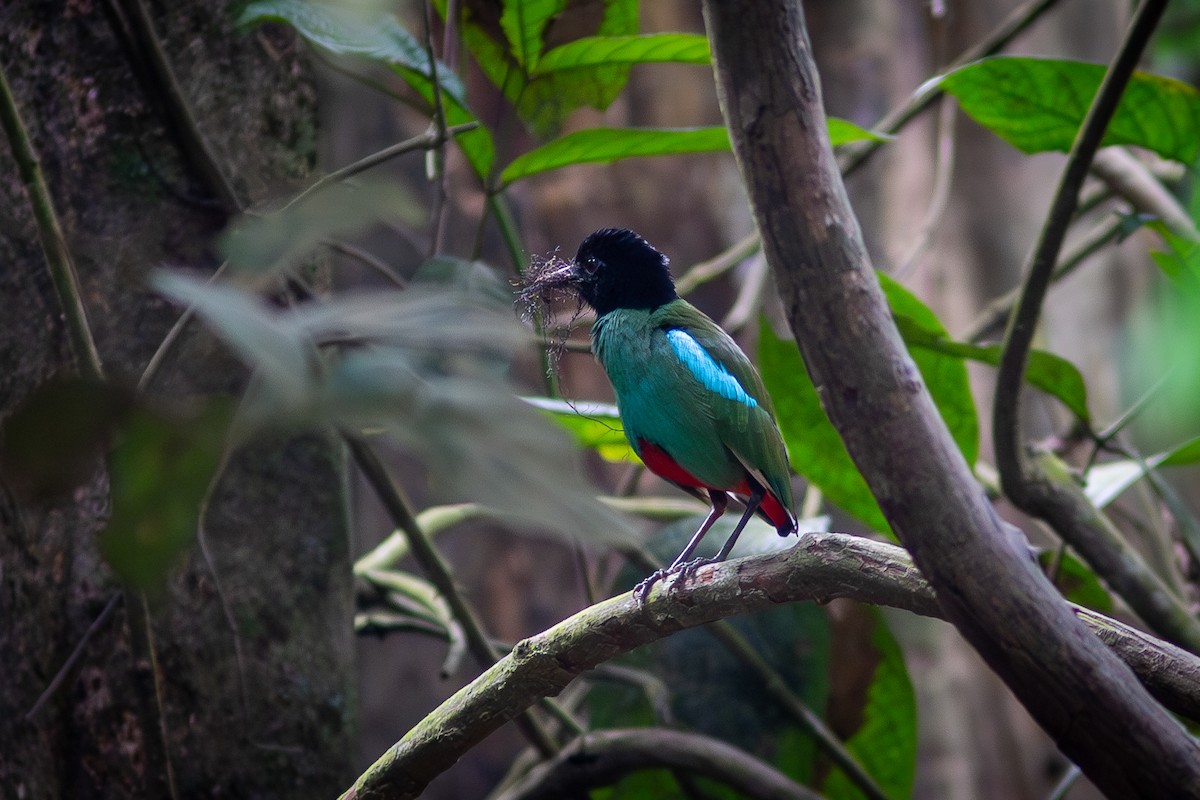 Western Hooded Pitta (Sunda) - ML617959568