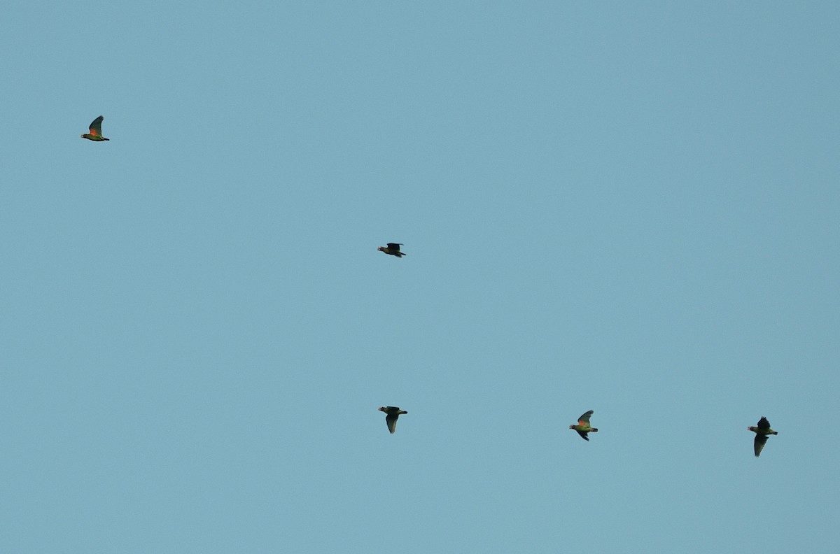 Brown-hooded Parrot - ML617959576